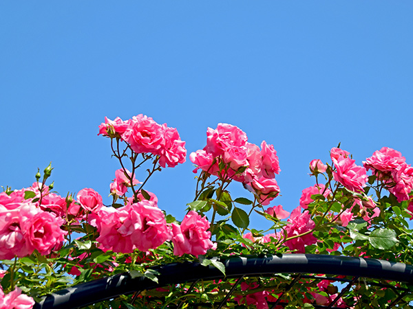 きれいな空気のイメージ：花